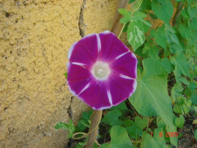Name:  AUSTOS 06740.jpg
Views: 886
Size:  48.5 KB