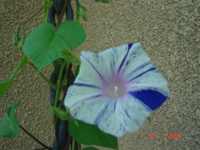 Name:  DSC06680.jpg
Views: 849
Size:  52.1 KB
