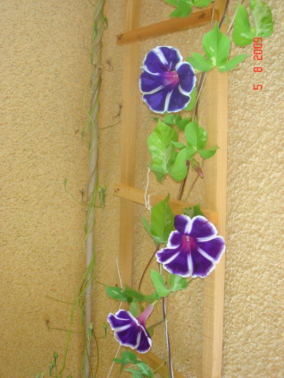 Name:  DSC06830.jpg
Views: 839
Size:  71.3 KB