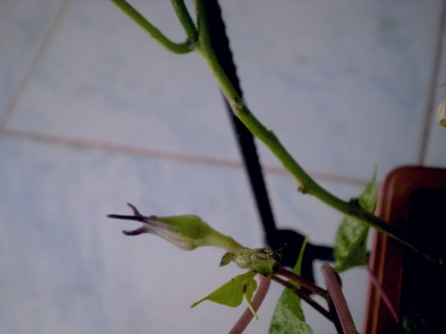 Name:  aytohumDSCN7520_tn.jpg
Views: 5974
Size:  18.8 KB