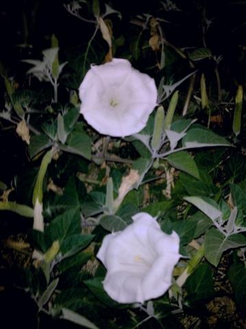 Name:  ayGrnt025_tn.jpg
Views: 5957
Size:  25.8 KB
