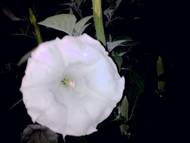 Name:  ayGrnt019_tn.jpg
Views: 6054
Size:  20.5 KB