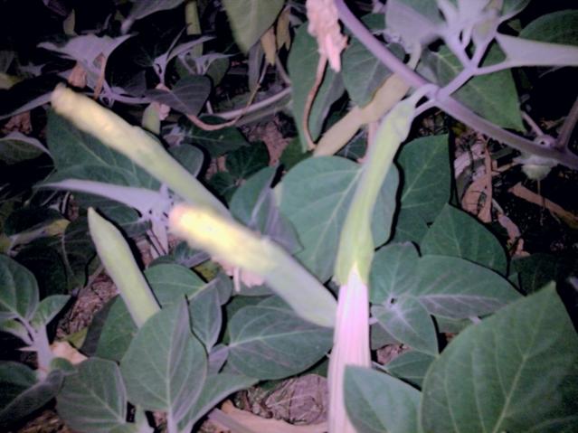 Name:  ayGrnt016_tn.jpg
Views: 6155
Size:  44.3 KB