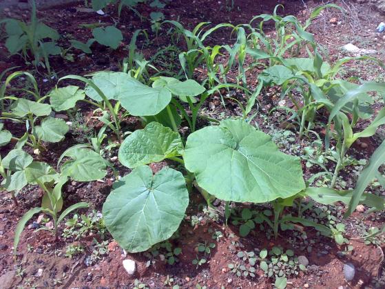 Name:  29042010614.jpg
Views: 3163
Size:  72.1 KB