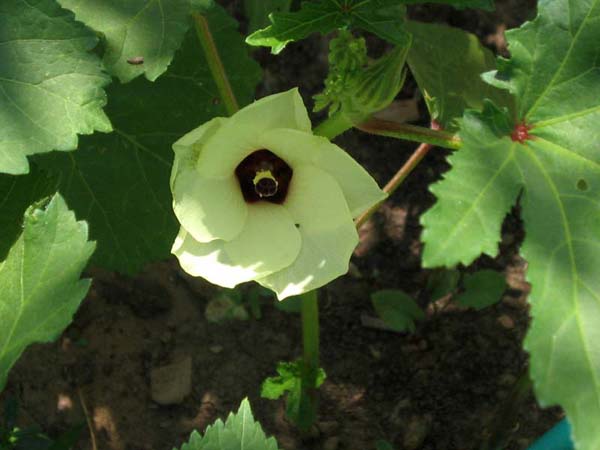 Name:  26_haziran 012.JPG
Views: 5528
Size:  68.2 KB