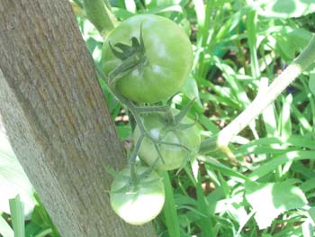 Name:  26_haziran 009.JPG
Views: 4907
Size:  62.0 KB