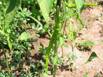 Name:  26_haziran 013.JPG
Views: 4869
Size:  65.4 KB