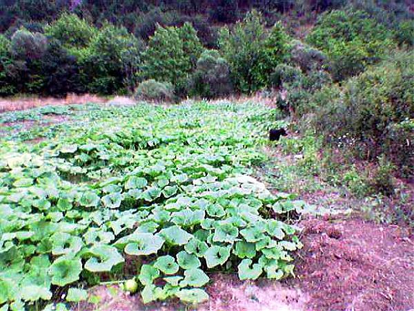 Name:  Image(749).jpg
Views: 5750
Size:  88.3 KB