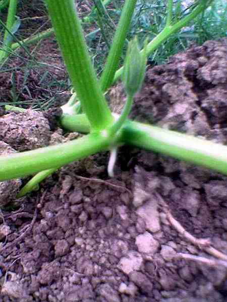 Name:  erkek iek 1.jpg
Views: 5742
Size:  35.3 KB