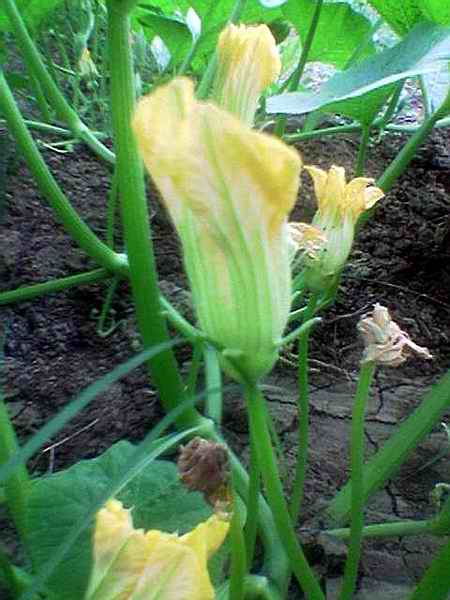 Name:  erkek iek.jpg
Views: 5823
Size:  31.9 KB