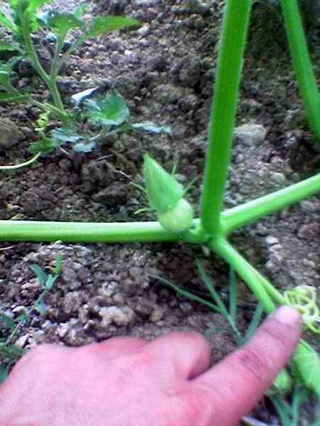 Name:  dii iek.jpg
Views: 5662
Size:  32.1 KB