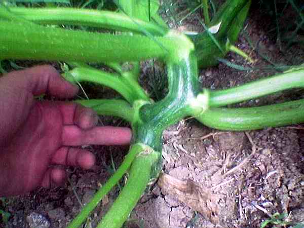 Name:  kk boaz.jpg
Views: 5592
Size:  32.6 KB