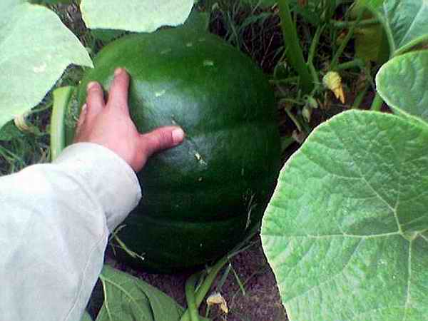 Name:  13 Temmuz 2007.jpg
Views: 5145
Size:  25.2 KB