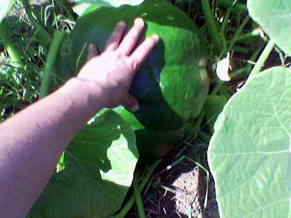Name:  15 temmuz 2007.jpg
Views: 5449
Size:  24.3 KB