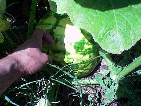 Name:  Alacal 15 temmuz .jpg
Views: 5121
Size:  32.0 KB
