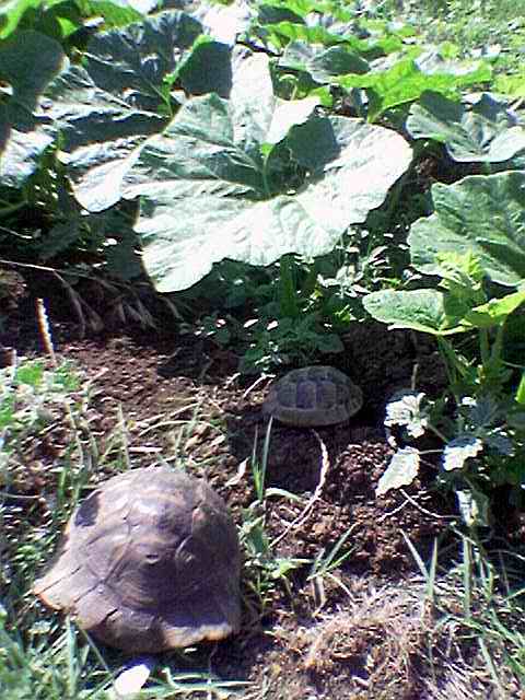 Name:  Tosbaga.jpg
Views: 5559
Size:  55.4 KB