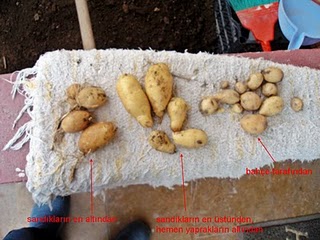 Name:  BahcePatates-98.JPG
Views: 8945
Size:  26.9 KB