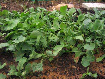 Name:  turp_1.JPG
Views: 1619
Size:  68.6 KB