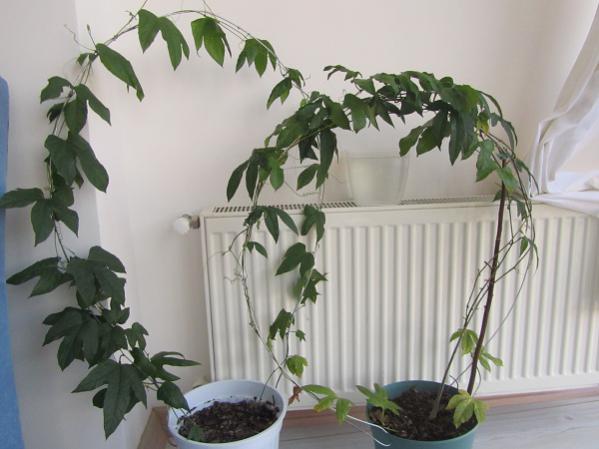 Name:  GacFruit.jpg
Views: 8342
Size:  37.2 KB