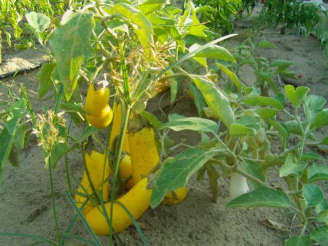 Name:  IMAG0009 [640x480] (3).jpg
Views: 6103
Size:  56.4 KB