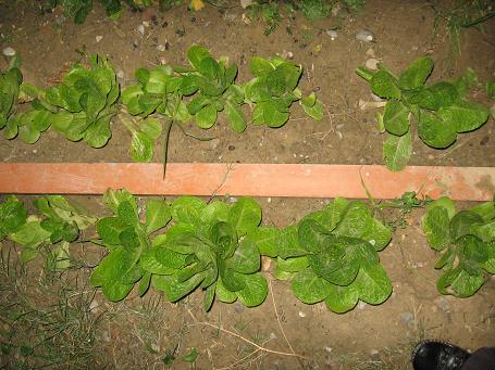 Name:  Resim 005.jpg
Views: 2797
Size:  47.5 KB