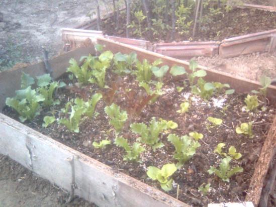 Name:  hugelkultur_yandan_1.jpg
Views: 4841
Size:  44.0 KB