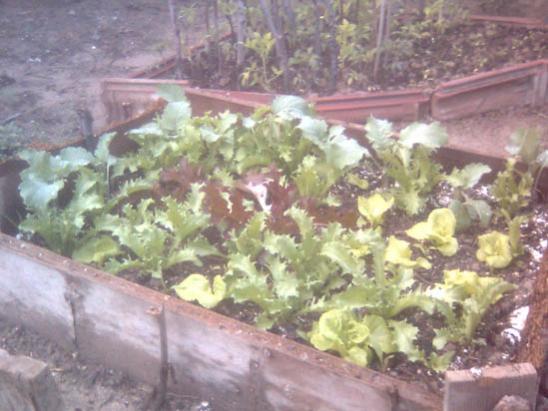 Name:  hugelkultur_yandan_2.jpg
Views: 4768
Size:  40.0 KB