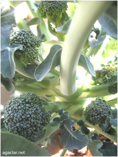 Name:  brokoli5.jpg
Views: 1953
Size:  42.7 KB