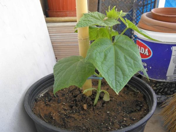 Name:  Balkon (3).jpg
Views: 2720
Size:  40.4 KB