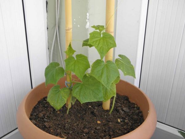 Name:  Balkon (9).jpg
Views: 2564
Size:  31.1 KB