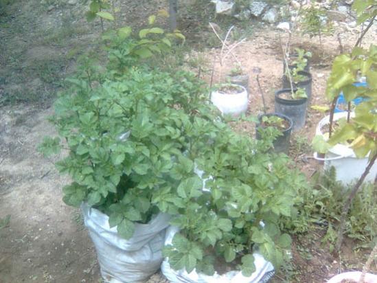 Name:  cuvalda_patates_2.jpg
Views: 23776
Size:  45.7 KB