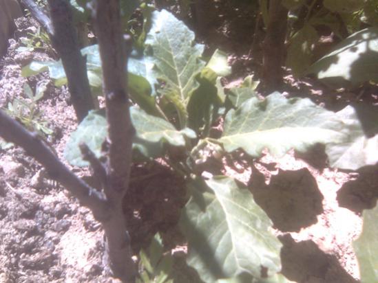 Name:  turuncu_patlican.jpg
Views: 2903
Size:  37.5 KB