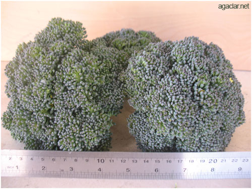 Name:  brokoli6.jpg
Views: 2077
Size:  61.2 KB