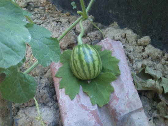 Name:  karpuz_1.jpg
Views: 3823
Size:  33.7 KB