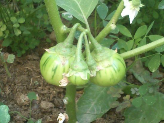 Name:  turuncu_patlican_2.jpg
Views: 2668
Size:  33.2 KB