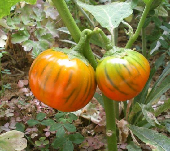 Name:  turuncu_patlican.jpg
Views: 4039
Size:  47.8 KB