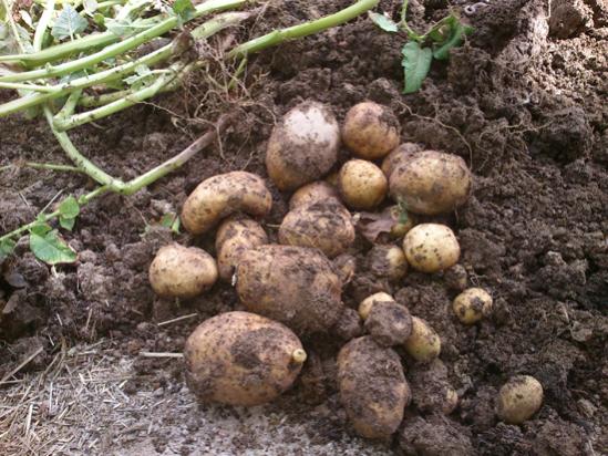 Name:  cuvalda_patates_1.jpg
Views: 24215
Size:  60.3 KB