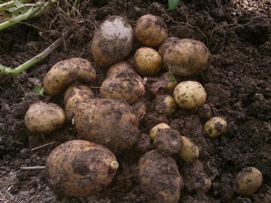 Name:  cuvalda_patates_2.jpg
Views: 17431
Size:  47.1 KB