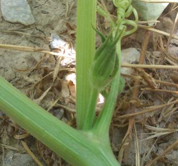 Name:  erkek_cicek_1.jpg
Views: 1474
Size:  21.9 KB