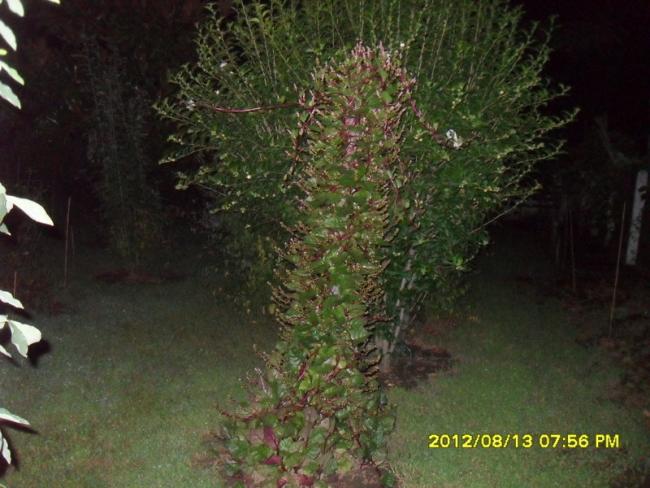 Name:  072.jpg
Views: 2065
Size:  51.4 KB