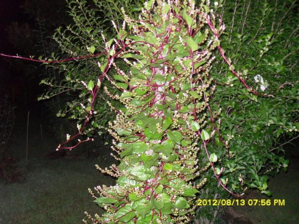Name:  073.jpg
Views: 2102
Size:  71.5 KB