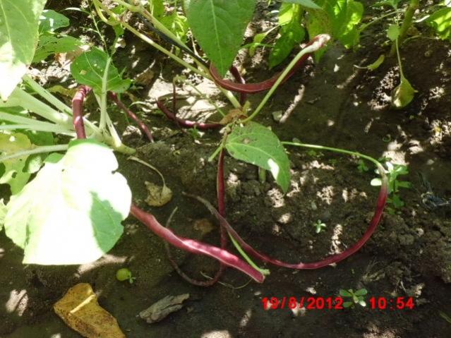 Name:  CIMG2583 (Kopyala).jpg
Views: 8218
Size:  62.1 KB
