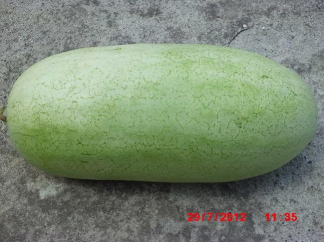 Name:  CIMG2531.jpg
Views: 2500
Size:  47.4 KB
