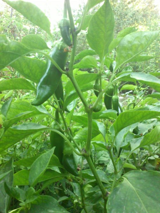 Name:  kapya_biber.jpg
Views: 1213
Size:  65.2 KB