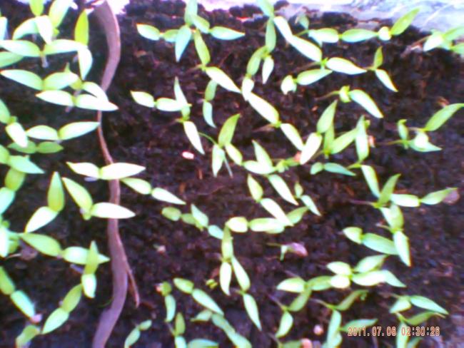Name:  100-0027.jpg
Views: 1064
Size:  57.6 KB