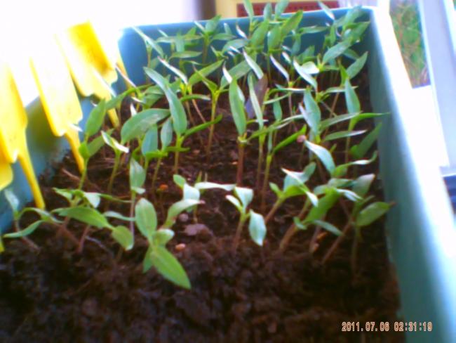 Name:  100-0032.jpg
Views: 1021
Size:  43.4 KB