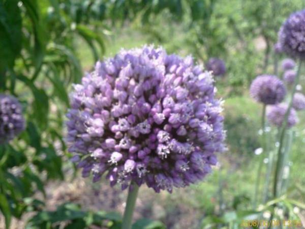 Name:  200806081351_00237.jpg
Views: 21661
Size:  40.0 KB