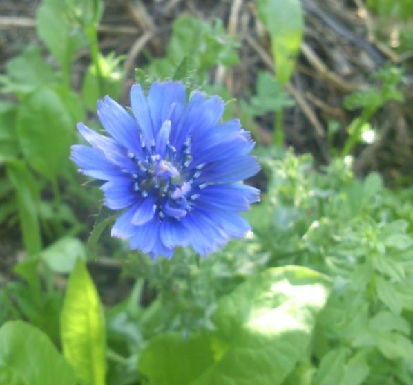 Name:  endivyen_cicegi.jpg
Views: 1205
Size:  36.5 KB