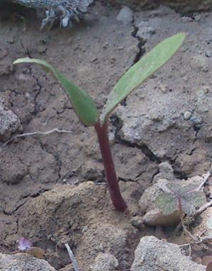 Name:  malabar_ispanagi.jpg
Views: 1398
Size:  24.7 KB