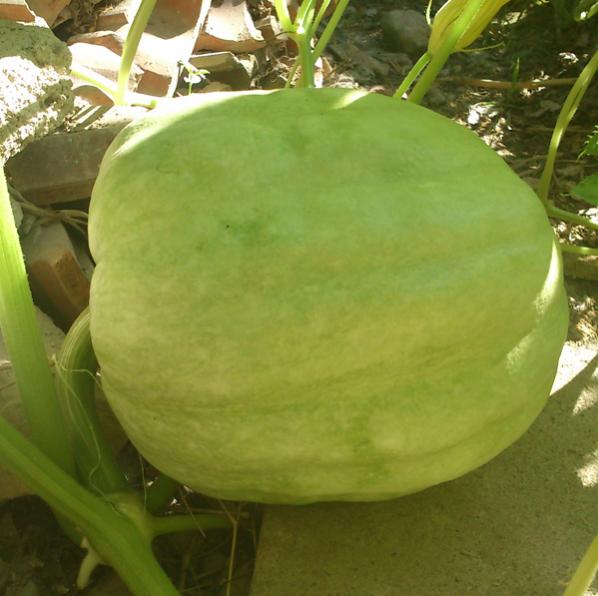 Name:  balkabagi.jpg
Views: 2092
Size:  43.8 KB